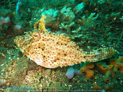 Pseudomonacanthus macrurus