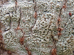 Lecanora kohu