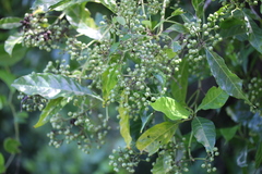 Tarenna pavettoides