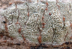 Lecanora kohu