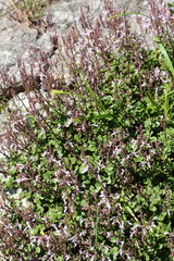 Aeollanthus parvifolius