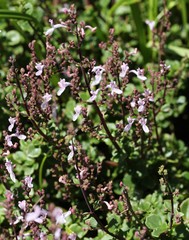 Aeollanthus parvifolius