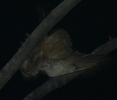 Bubo bengalensis