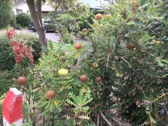 Banksia baxteri