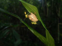 Ropalidia flavoviridis
