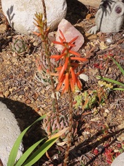 Aloe brevifolia