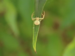 Misumenops rubrodecoratus