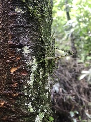 Phricta aberrans