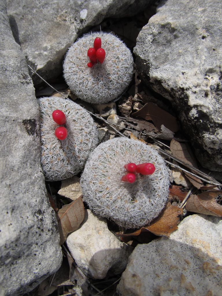 Button Cactus