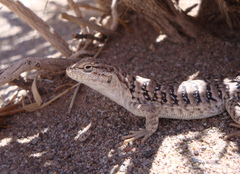 Liolaemus multicolor