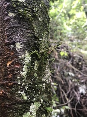 Phricta aberrans