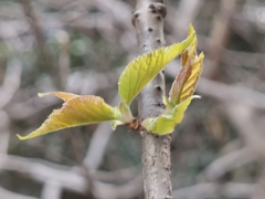 Prunus pseudocerasus