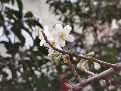 Prunus pseudocerasus