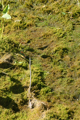 Hygroamblystegium humile