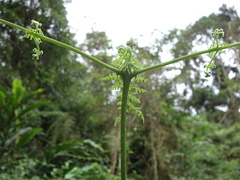 Dennstaedtia scandens