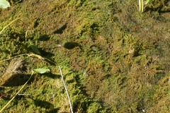 Hygroamblystegium humile