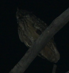 Bubo bengalensis
