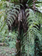 Asplenium neolaserpitiifolium