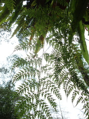 Asplenium neolaserpitiifolium