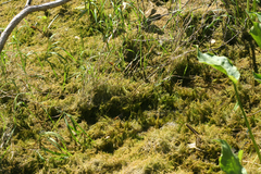 Hygroamblystegium humile