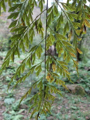 Asplenium neolaserpitiifolium