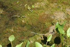 Hygroamblystegium humile
