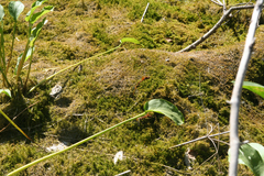 Hygroamblystegium humile