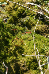 Hygroamblystegium humile