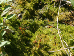 Hygroamblystegium humile