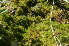 Hygroamblystegium humile
