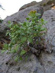 Perityle lindheimeri