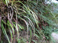 Haplopteris anguste-elongata