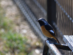 Phoenicurus auroreus