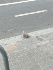 Streptopelia decaocto