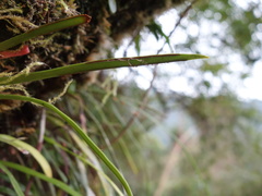 Haplopteris anguste-elongata