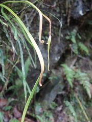 Haplopteris anguste-elongata