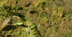 Hygroamblystegium humile