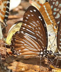 Graphium macareus