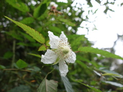 Rubus cardotii