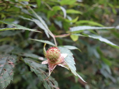 Rubus cardotii