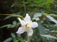 Rubus cardotii