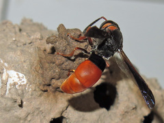 Pseudabispa bicolor