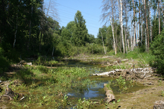 Hygroamblystegium humile