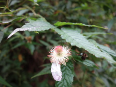 Rubus cardotii