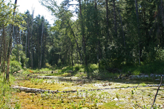 Hygroamblystegium humile