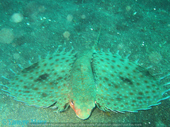 Dactyloptena orientalis