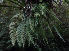 Asplenium neolaserpitiifolium