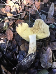 Tricholoma