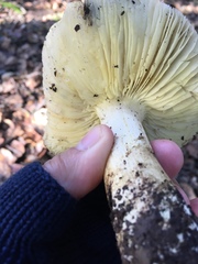 Tricholoma