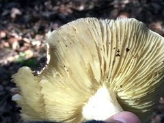 Tricholoma